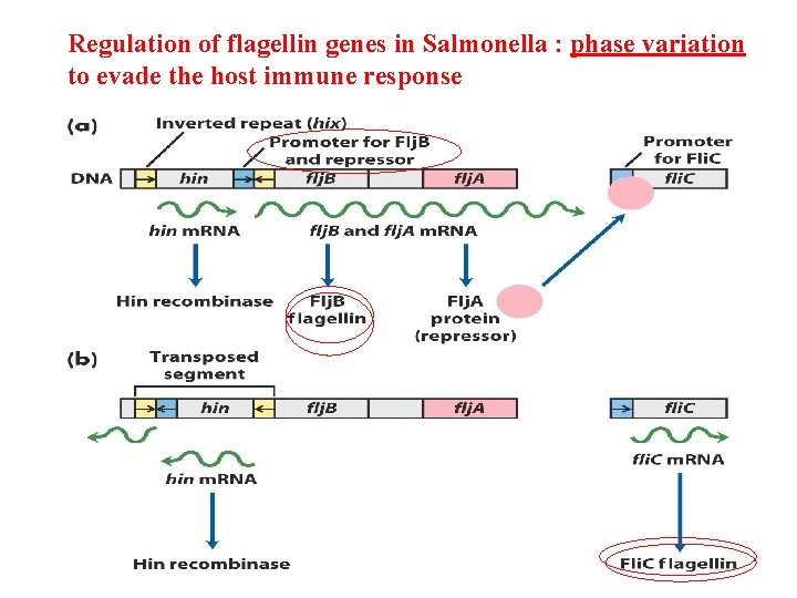 Regulation of flagellin genes in Salmonella : phase variation to evade the host immune