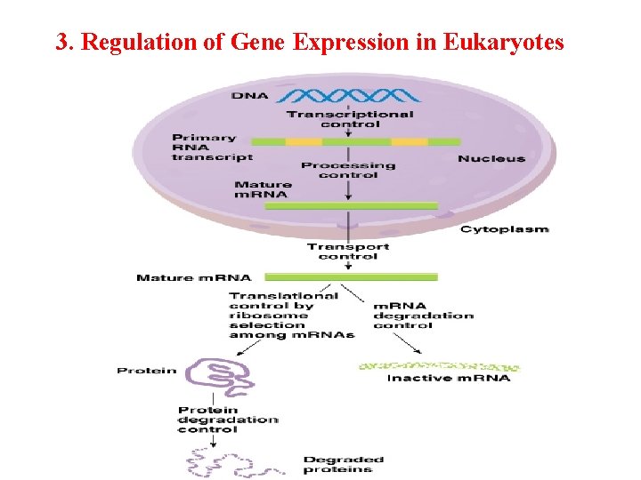 3. Regulation of Gene Expression in Eukaryotes 