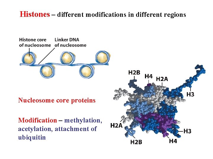 Histones – different modifications in different regions Nucleosome core proteins Modification – methylation, acetylation,