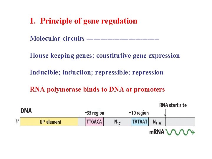 1. Principle of gene regulation Molecular circuits ---------------House keeping genes; constitutive gene expression Inducible;