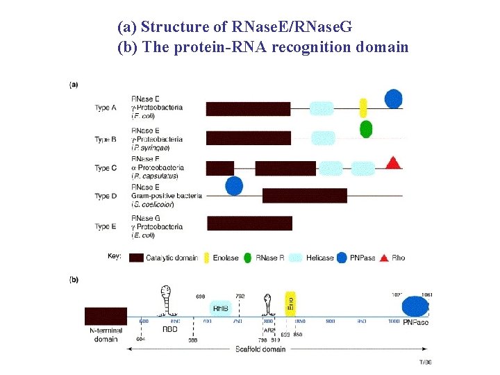 (a) Structure of RNase. E/RNase. G (b) The protein-RNA recognition domain 