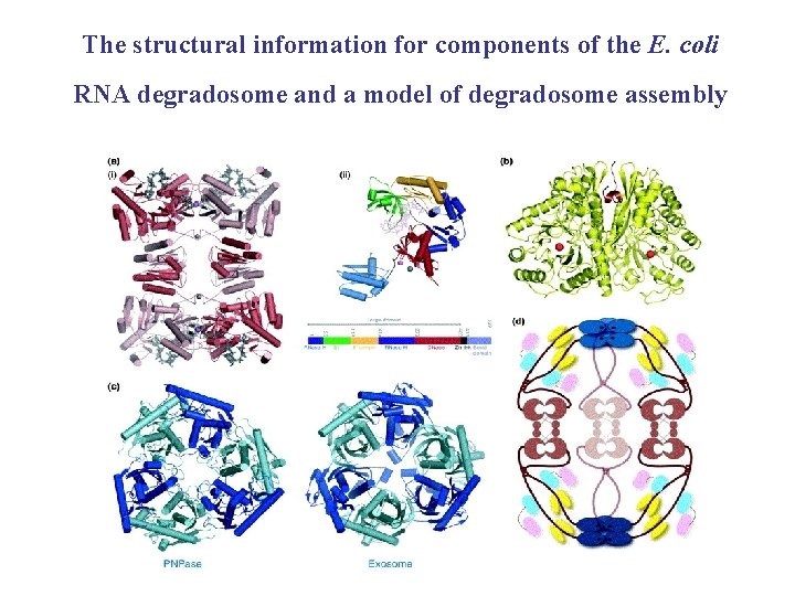 The structural information for components of the E. coli RNA degradosome and a model