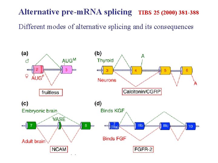 Alternative pre-m. RNA splicing TIBS 25 (2000) 381 -388 Different modes of alternative splicing