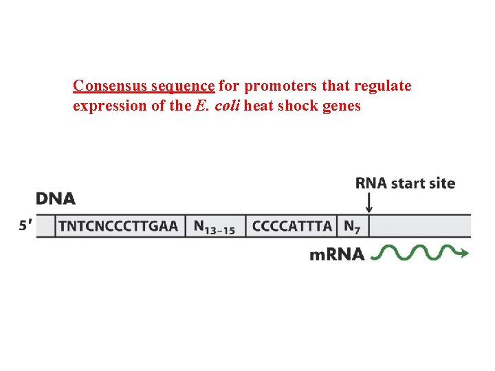 Consensus sequence for promoters that regulate expression of the E. coli heat shock genes