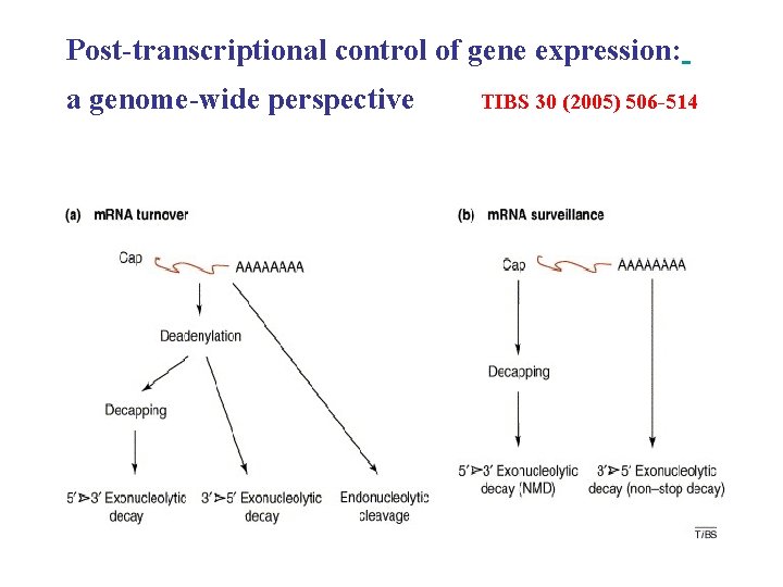 Post-transcriptional control of gene expression: a genome-wide perspective TIBS 30 (2005) 506 -514 