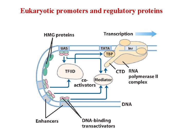 Eukaryotic promoters and regulatory proteins 