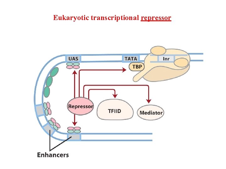 Eukaryotic transcriptional repressor 