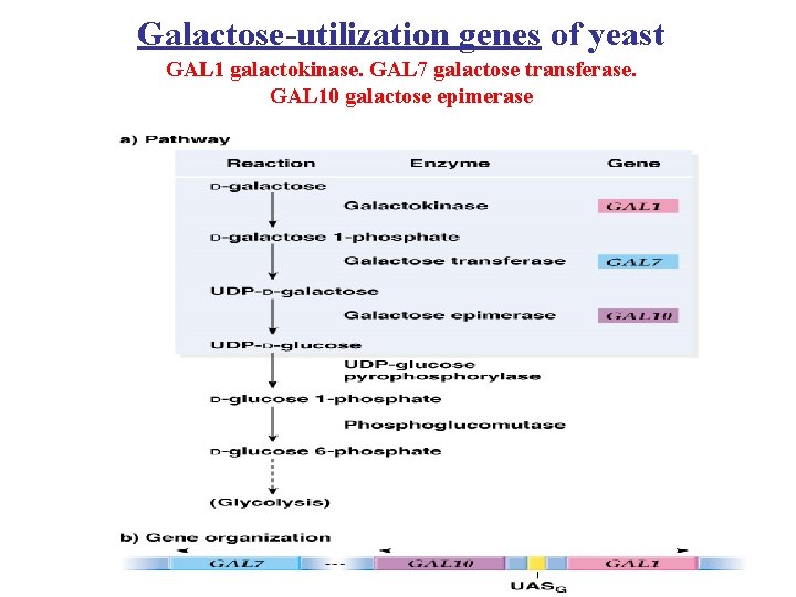 Galactose-utilization genes of yeast GAL 1 galactokinase. GAL 7 galactose transferase. GAL 10 galactose