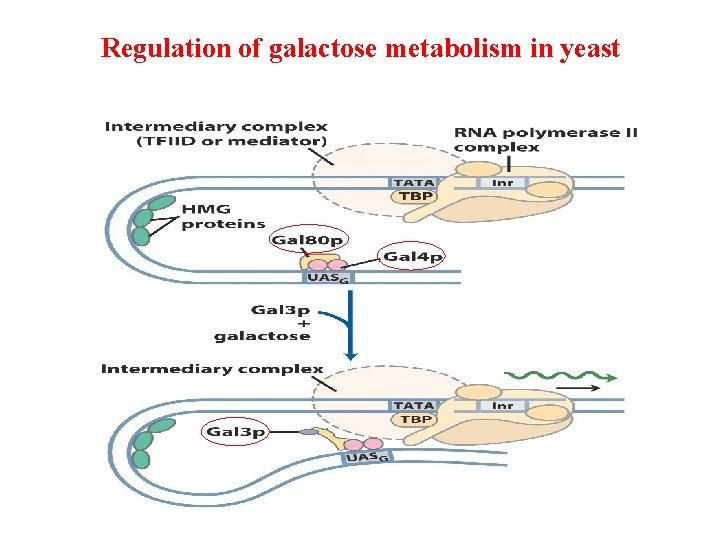 Regulation of galactose metabolism in yeast 