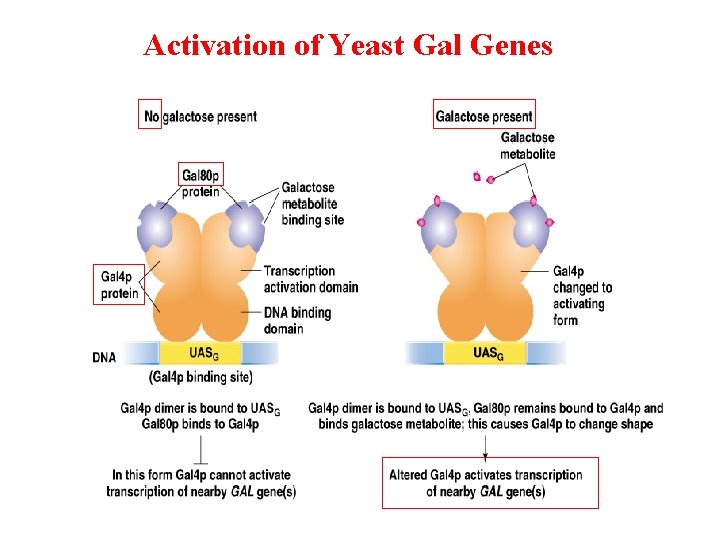 Activation of Yeast Gal Genes 