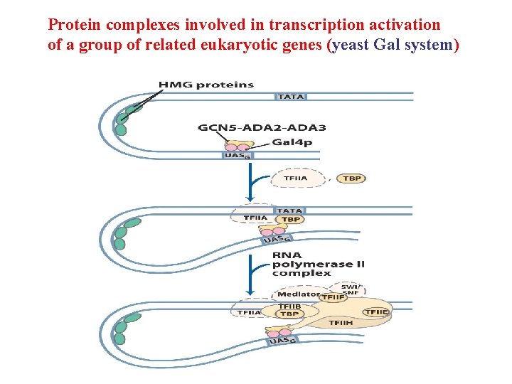 Protein complexes involved in transcription activation of a group of related eukaryotic genes (yeast