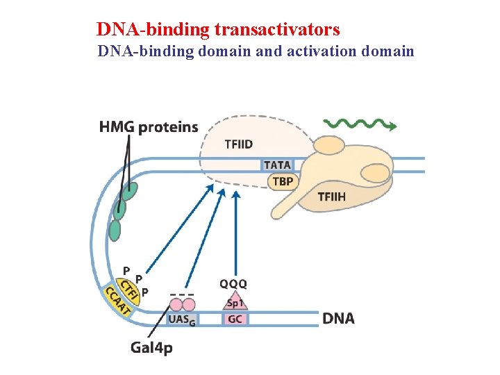 DNA-binding transactivators DNA-binding domain and activation domain 