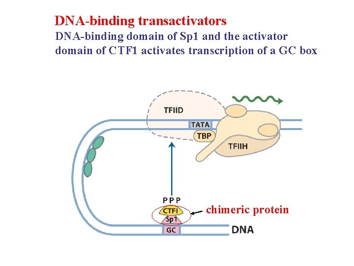 DNA-binding transactivators DNA-binding domain of Sp 1 and the activator domain of CTF 1