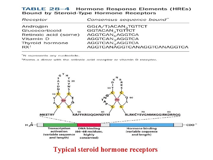 Typical steroid hormone receptors 