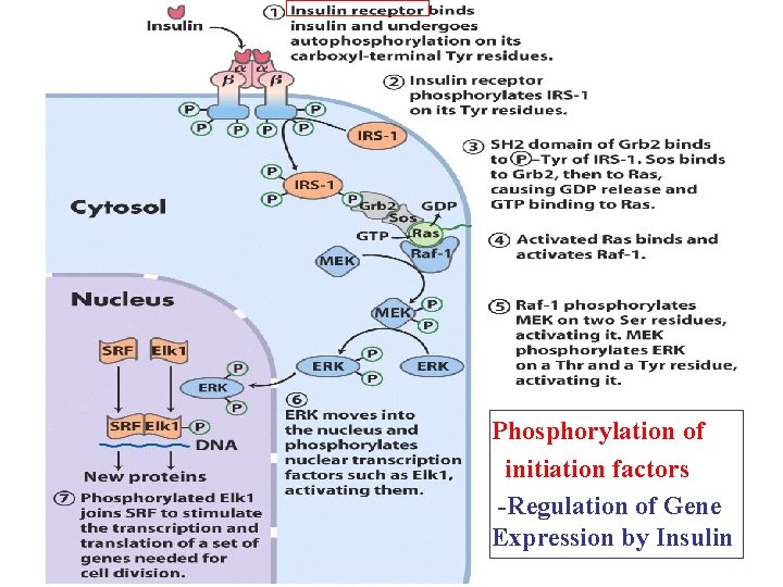 Phosphorylation of initiation factors -Regulation of Gene Expression by Insulin 