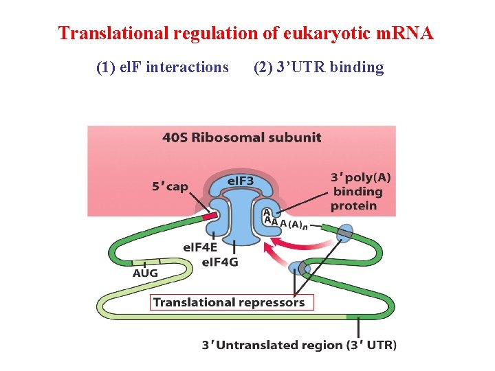Translational regulation of eukaryotic m. RNA (1) el. F interactions (2) 3’UTR binding 