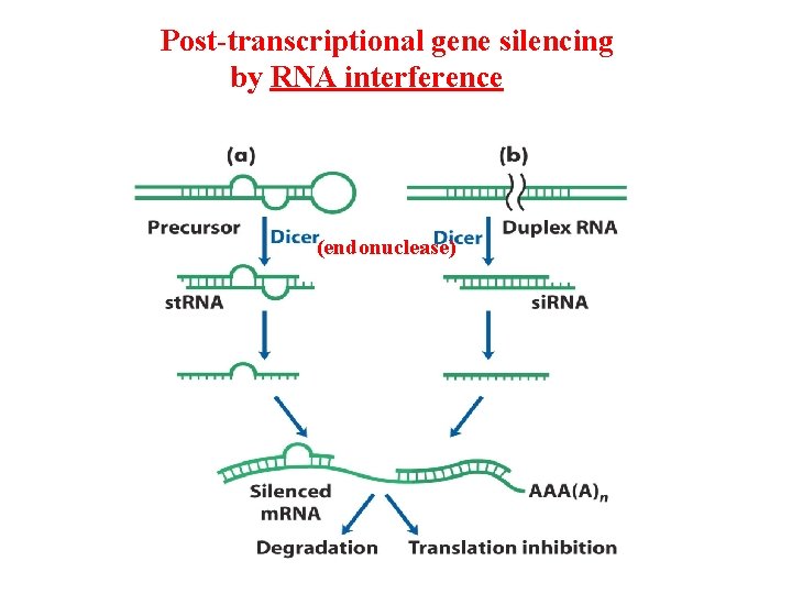 Post-transcriptional gene silencing by RNA interference (endonuclease) 