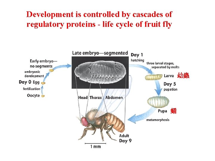 Development is controlled by cascades of regulatory proteins - life cycle of fruit fly