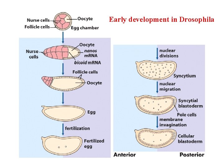 Early development in Drosophila 