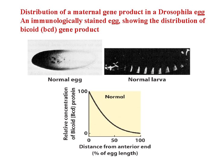 Distribution of a maternal gene product in a Drosophila egg An immunologically stained egg,