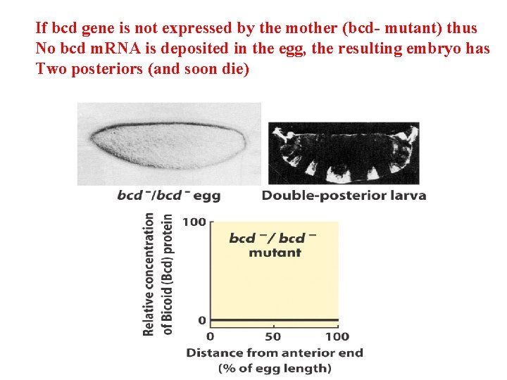If bcd gene is not expressed by the mother (bcd- mutant) thus No bcd