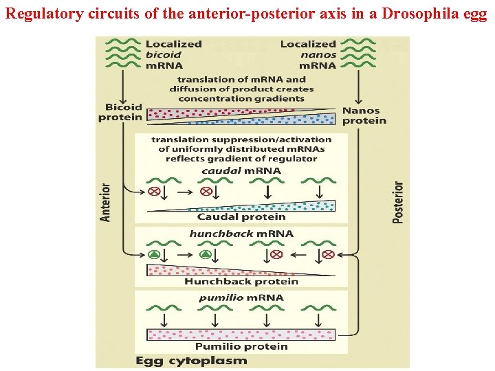 Regulatory circuits of the anterior-posterior axis in a Drosophila egg 