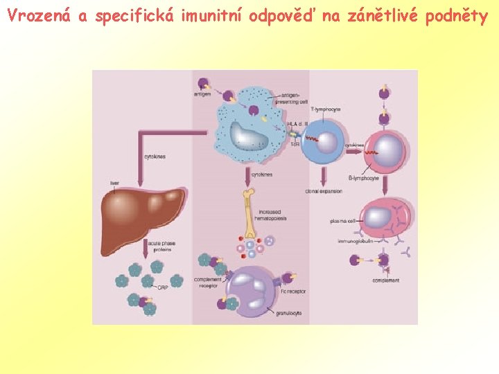 Vrozená a specifická imunitní odpověď na zánětlivé podněty 