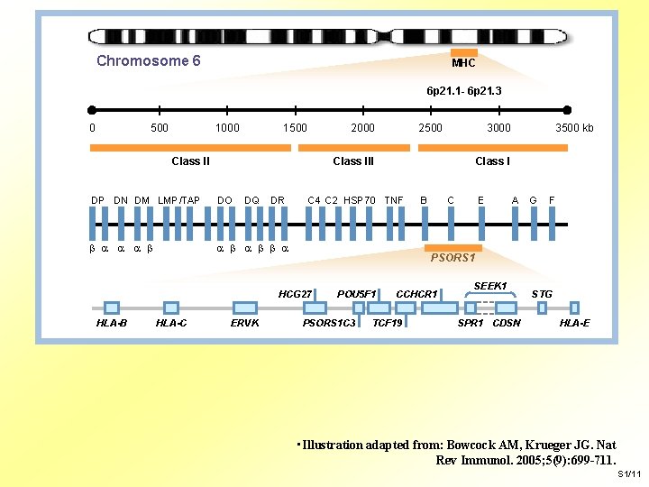 Chromosome 6 MHC 6 p 21. 1 - 6 p 21. 3 0 500
