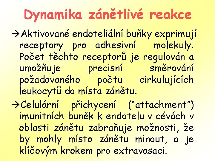 Dynamika zánětlivé reakce àAktivované endoteliální buňky exprimují receptory pro adhesivní molekuly. Počet těchto receptorů