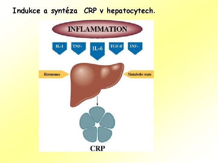 Indukce a syntéza CRP v hepatocytech. 