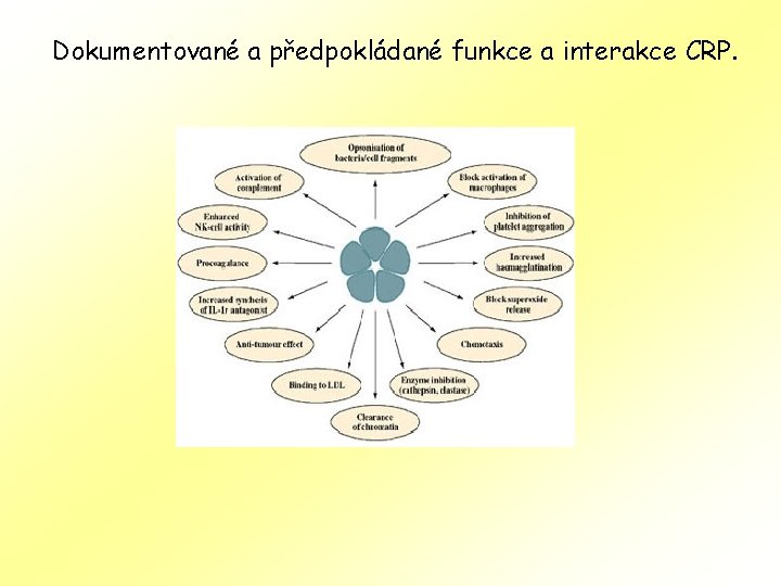 Dokumentované a předpokládané funkce a interakce CRP. 