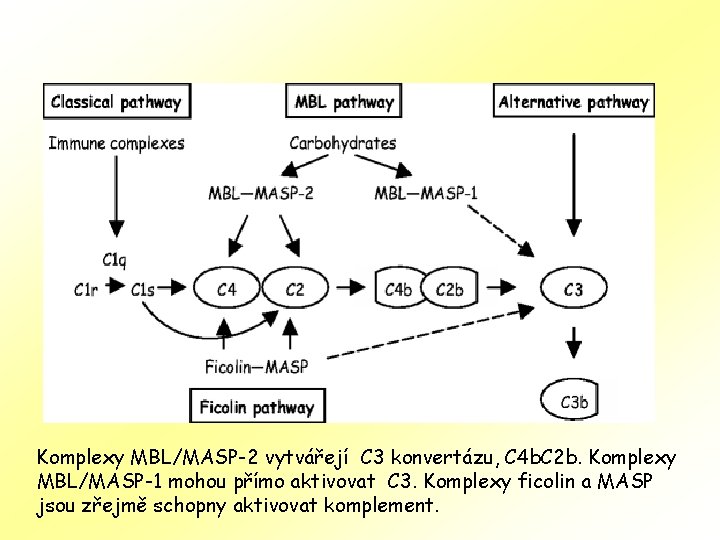 Komplexy MBL/MASP-2 vytvářejí C 3 konvertázu, C 4 b. C 2 b. Komplexy MBL/MASP-1