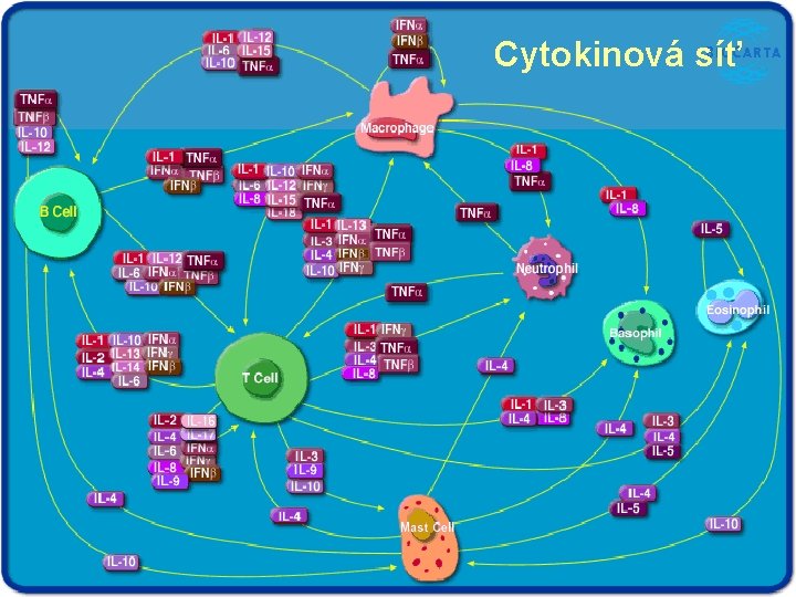 Cytokinová síť 