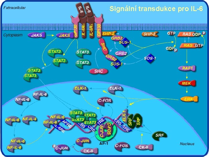 Signální transdukce pro IL-6 