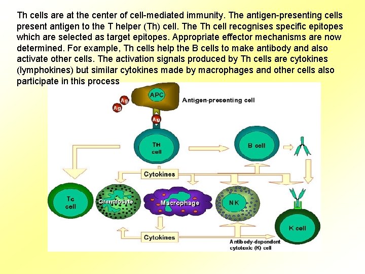 Th cells are at the center of cell-mediated immunity. The antigen-presenting cells present antigen