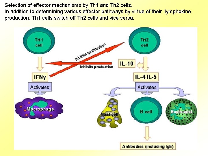 Selection of effector mechanisms by Th 1 and Th 2 cells. In addition to