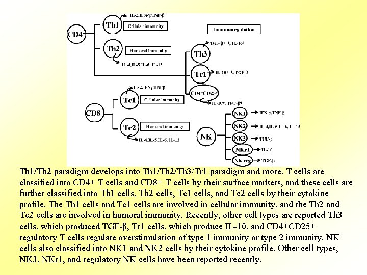 Th 1/Th 2 paradigm develops into Th 1/Th 2/Th 3/Tr 1 paradigm and more.