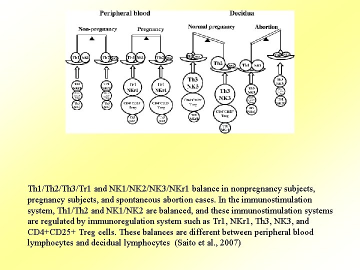 Th 1/Th 2/Th 3/Tr 1 and NK 1/NK 2/NK 3/NKr 1 balance in nonpregnancy
