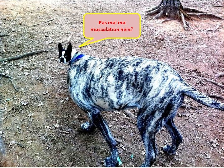 Pas mal ma musculation hein? 