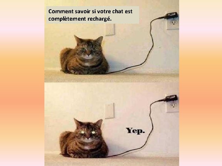 Comment savoir si votre chat est complètement rechargé. 