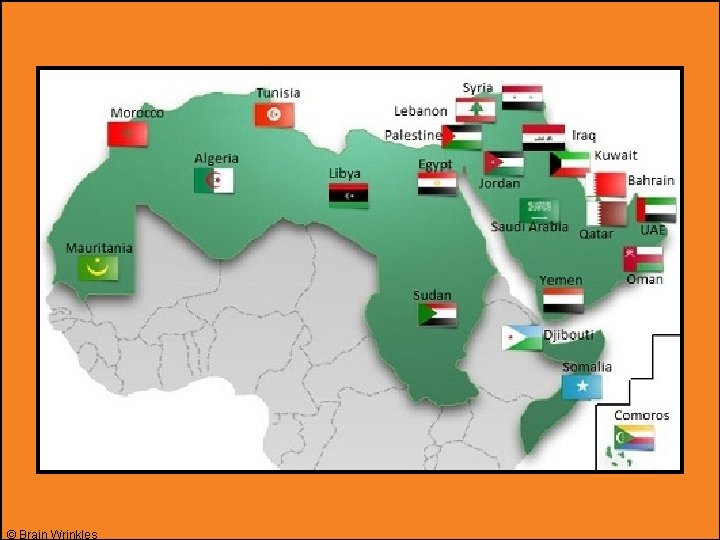 © Brain Wrinkles © Brain Wrinkles