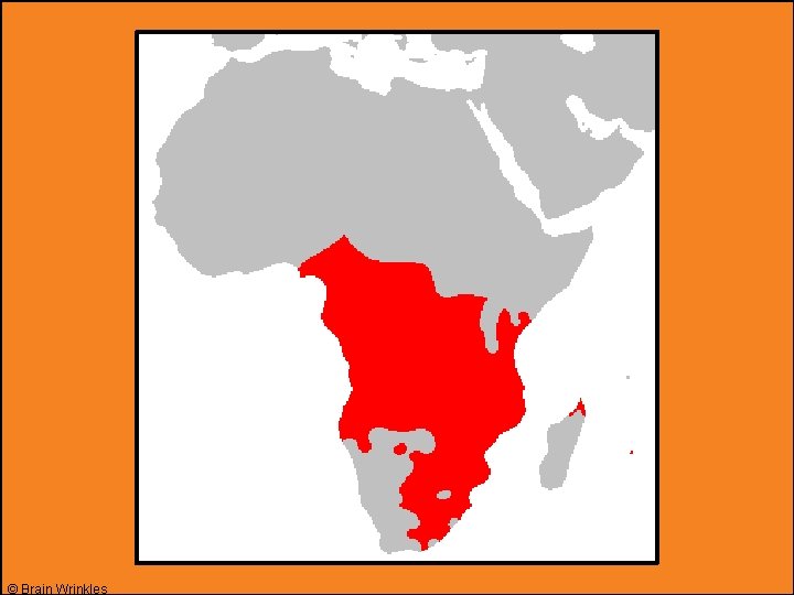 © Brain Wrinkles © Brain Wrinkles