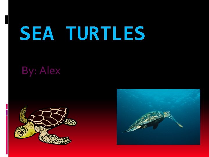 SEA TURTLES By: Alex 