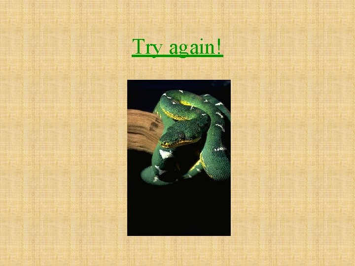 Try again! 