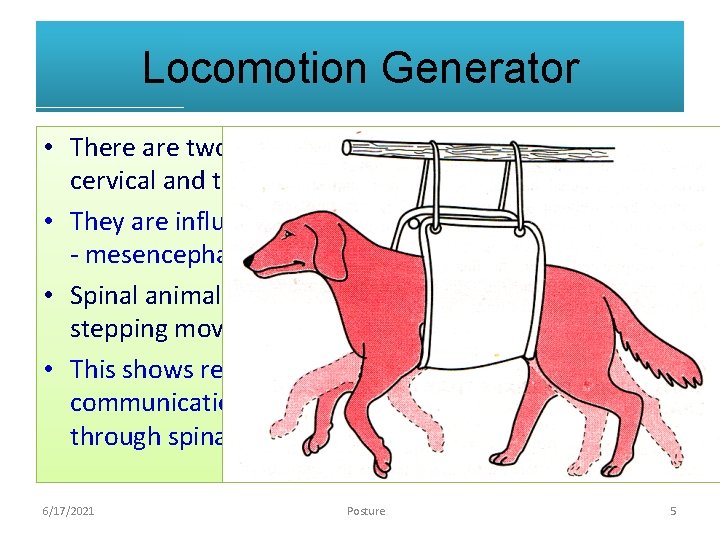Locomotion Generator • There are two pattern generators, one in cervical and the other