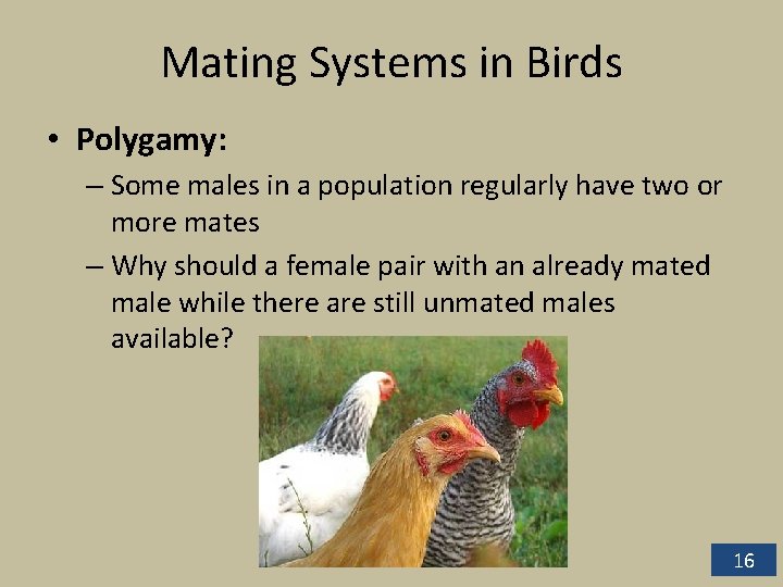 Mating Systems in Birds • Polygamy: – Some males in a population regularly have Mating Systems in Birds • Polygamy: – Some males in a population regularly have