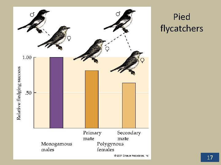 Pied flycatchers 17 Pied flycatchers 17