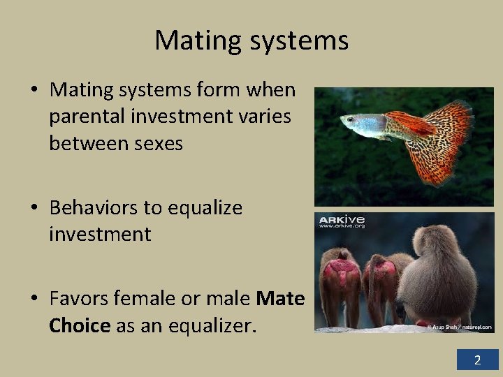 Mating systems • Mating systems form when parental investment varies between sexes • Behaviors Mating systems • Mating systems form when parental investment varies between sexes • Behaviors