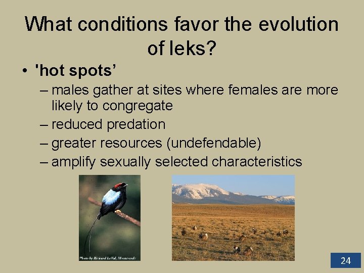 What conditions favor the evolution of leks? • 'hot spots’ – males gather at What conditions favor the evolution of leks? • 'hot spots’ – males gather at