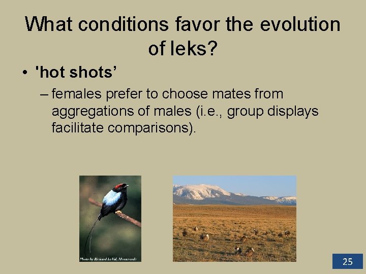 What conditions favor the evolution of leks? • 'hot shots’ – females prefer to What conditions favor the evolution of leks? • 'hot shots’ – females prefer to